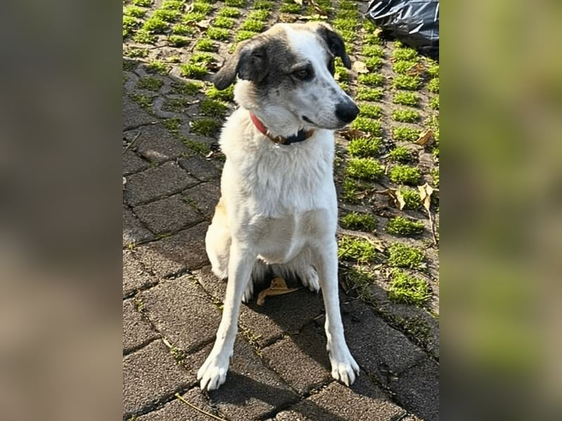 Nelly sucht dich - Groß, liebenswert und voller Herz