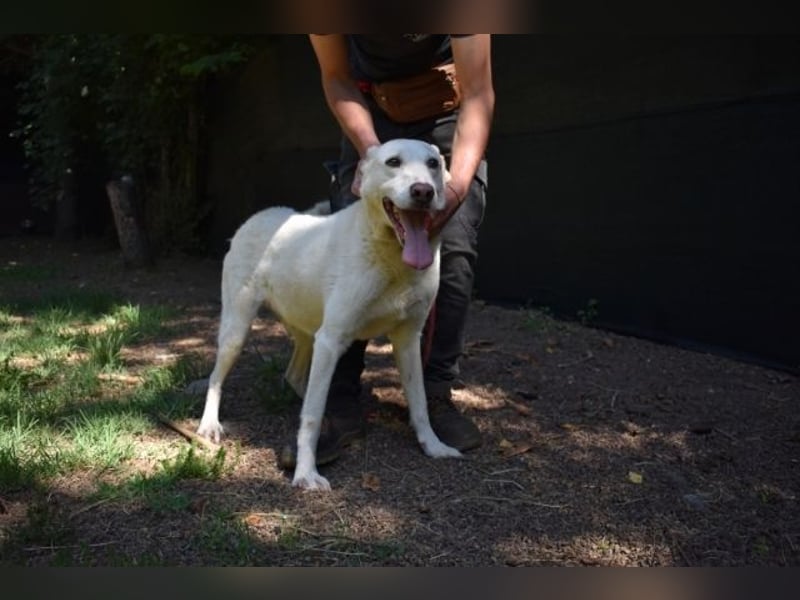 Sean - das Piepsen hinter den Gittern