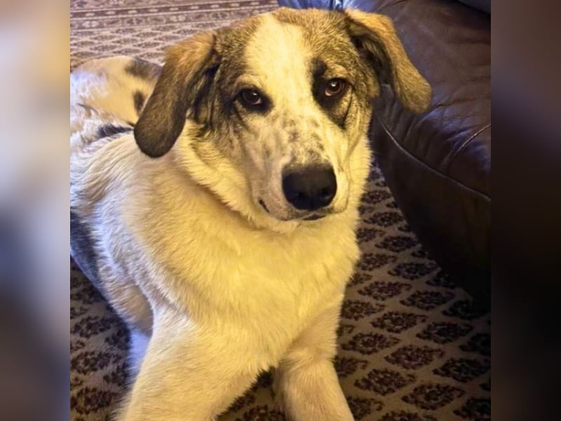 Nelly - (Dringend neue Pflegestelle oder Zuhause gesucht) gerade nochmal Glück gehabt Nelly - (Dringend neue Pflegestelle oder Zuhause gesucht) gerade nochmal Glück gehabt