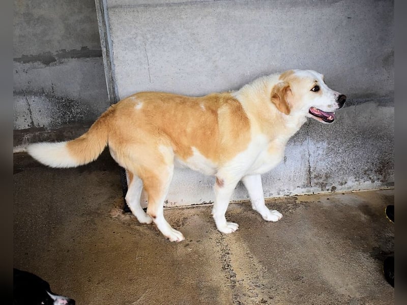 Roddie - Sein treuer Blick spricht Bände