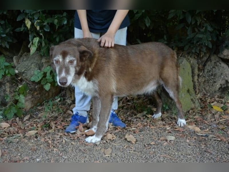 Lynwood - Ein Hund der Sorte «10 von 10 Punkten»