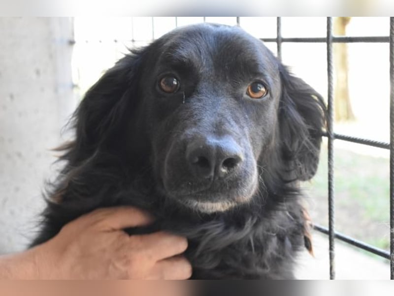 Kael - Nur ein einziges mal die Chance auf Leben