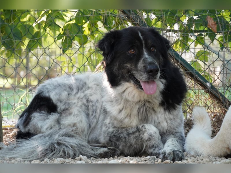 Ray - Zeig mir die Welt außerhalb des Zwingers...