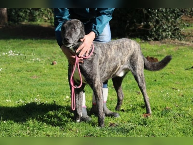 Loris - ausgeglichener und liebenswerter Charakter