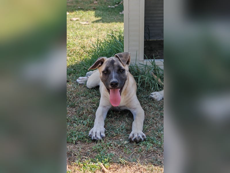 Inga - (Dringend Pflegestelle oder Zuhause gesucht)  Zwei kleine Hunde und ...