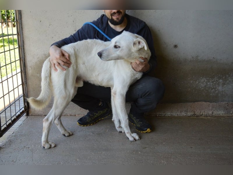 Benoit - SOS - Hellbraune Augen, die sich nach Liebe sehen