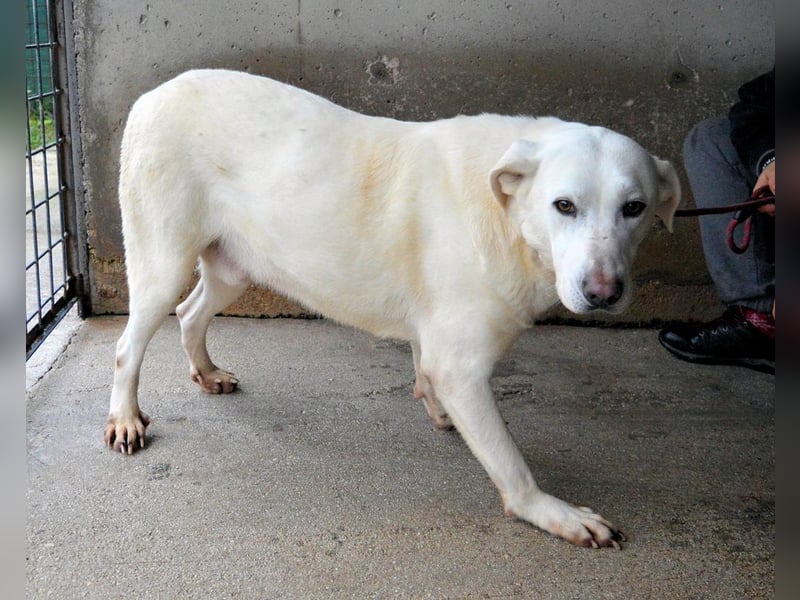 Armindo - Warteschleife, bitte nicht auflegen!