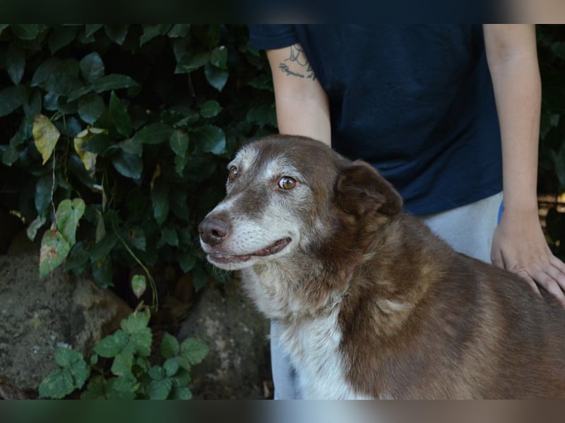 Lynwood - Ein Hund der Sorte «10 von 10 Punkten»