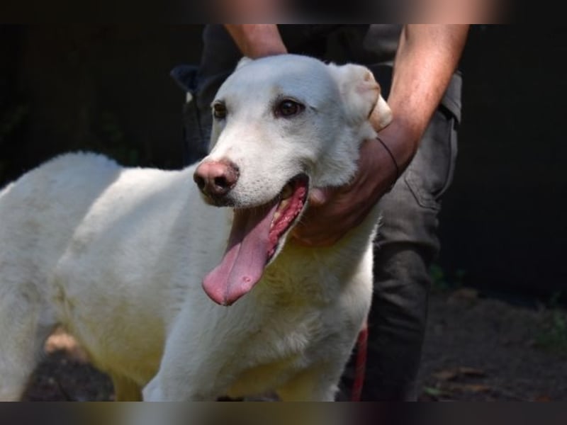 Sean - das Piepsen hinter den Gittern