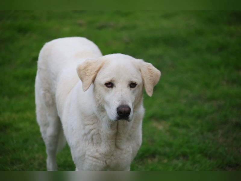 Clara - ein Herz in Warteschleife