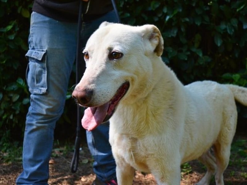 Sean - das Piepsen hinter den Gittern