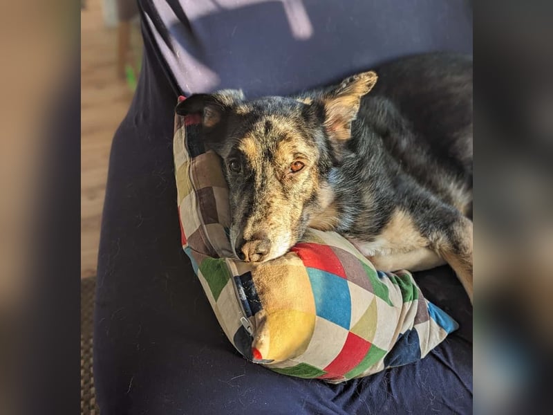 Aleta (Willow) - SOS - Dringend neues Zuhause oder Pflegestelle gesucht/kleines Seelchen