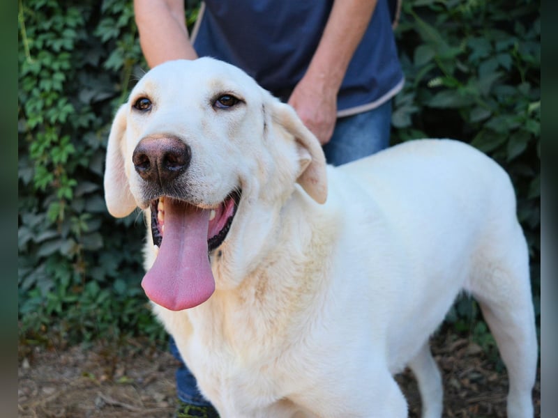 Scoutie - Scoutie hat Fernweh nach Liebe
