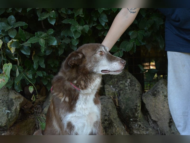 Lynwood - Ein Hund der Sorte «10 von 10 Punkten»