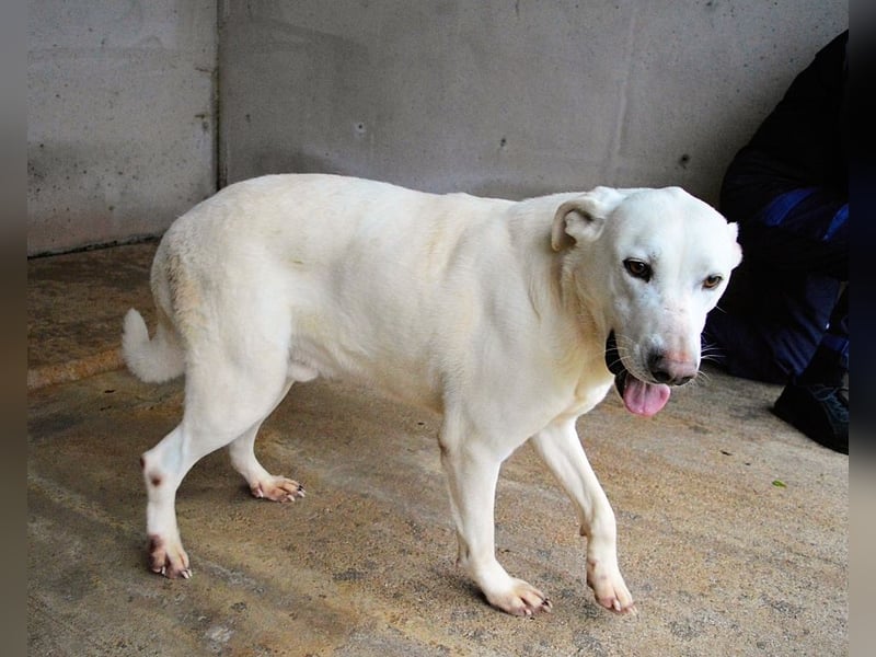 Armindo - Warteschleife, bitte nicht auflegen!