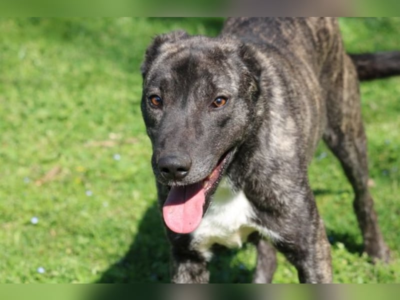 Loris - ausgeglichener und liebenswerter Charakter