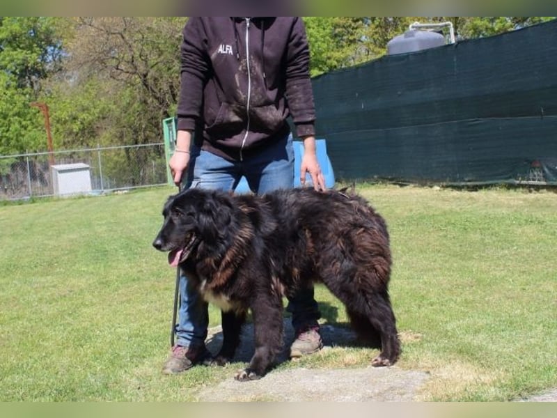 Quennel - Black velvet, oder...