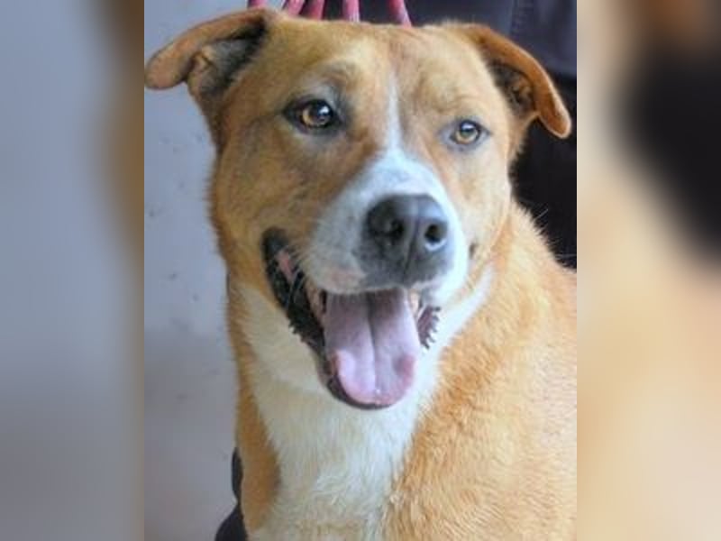 Spielberg - Der Dreh seines Lebens Spielberg - Der Dreh seines Lebens