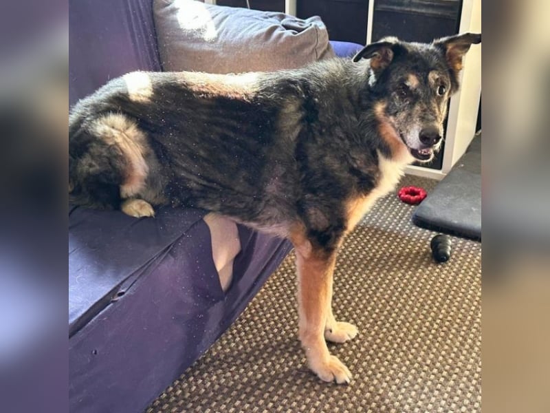 Aleta (Willow) - SOS-Dringend Pflegestelle oder Zuhause gesucht/kleines Seelchen im großen Wolfspelz Aleta (Willow) - SOS-Dringend Pflegestelle oder Zuhause gesucht/kleines Seelchen im großen Wolfspelz