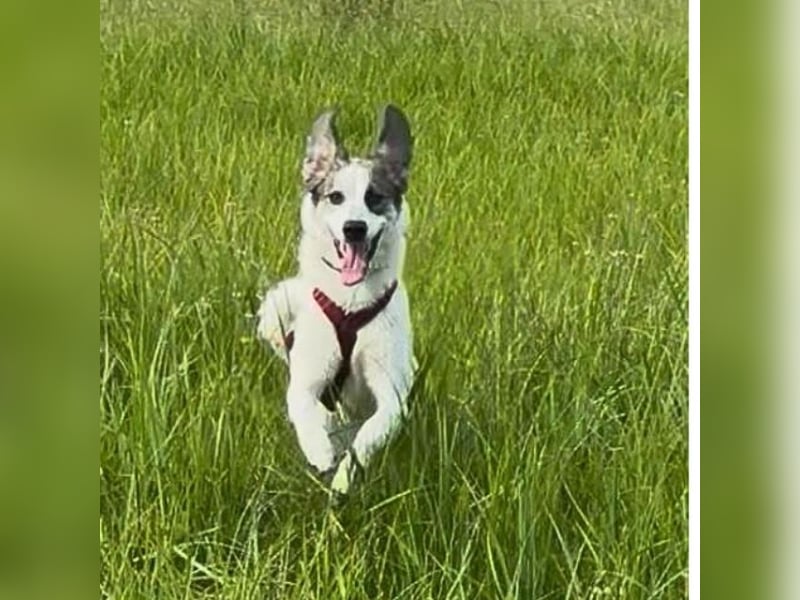 Nelly sucht dich - Groß, liebenswert und voller Herz