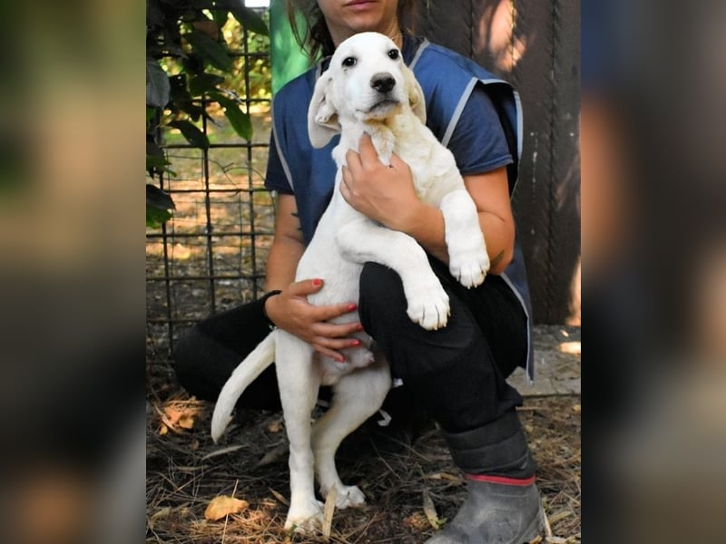 Scoutie - Scoutie hat Fernweh nach Liebe