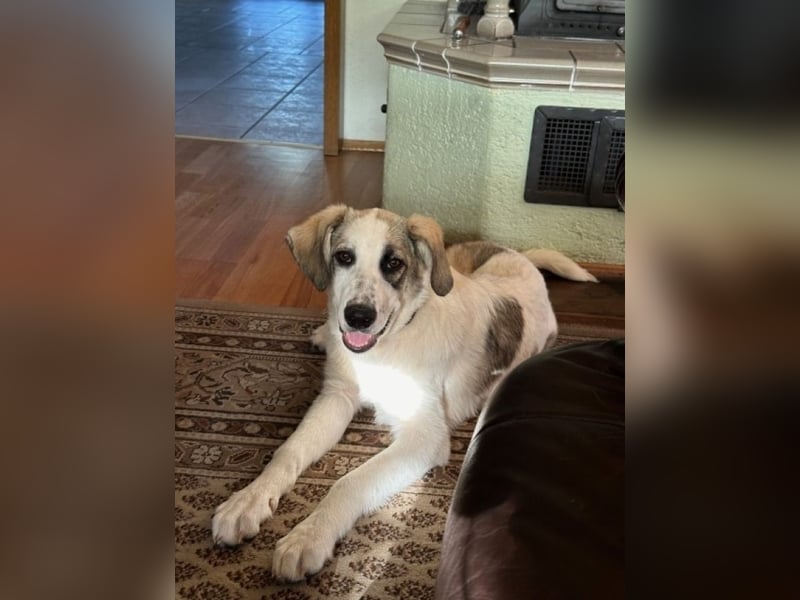 Nelly - (Dringend neue Pflegestelle oder Zuhause gesucht) gerade nochmal Glück gehabt Nelly - (Dringend neue Pflegestelle oder Zuhause gesucht) gerade nochmal Glück gehabt