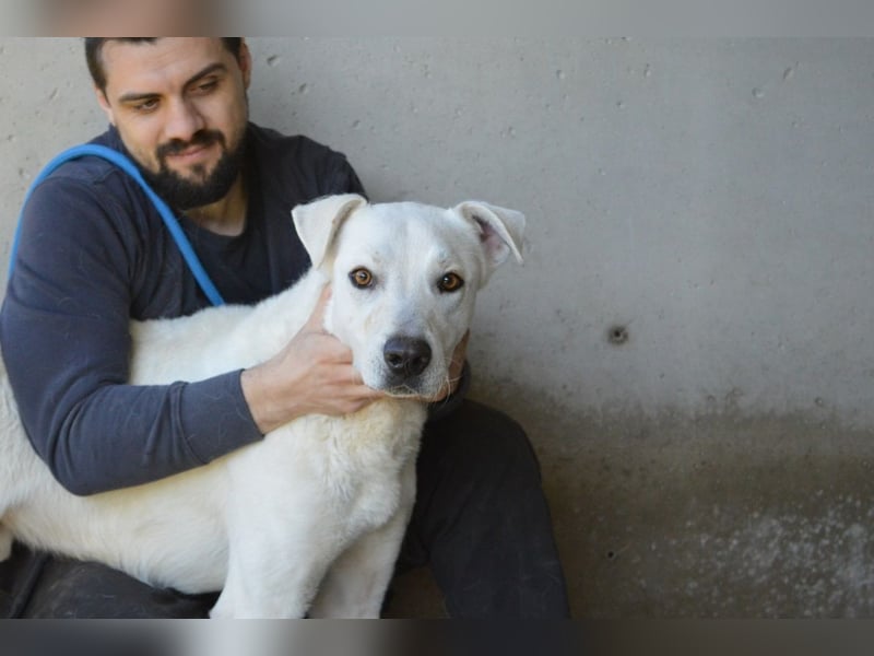 Benoit - NOTFALL - Hellbraune Augen, die sich nach Liebe sehen