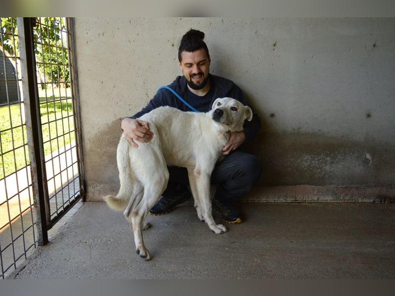 Benoit - SOS - Hellbraune Augen, die sich nach Liebe sehen