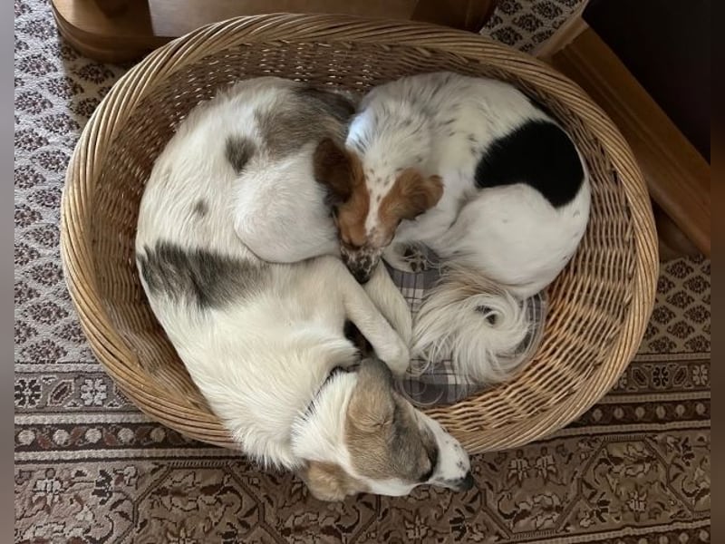 Nelly sucht dich - Groß, liebenswert und voller Herz