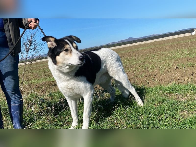 Giangy - Ich hätte da noch Kapazitäten frei