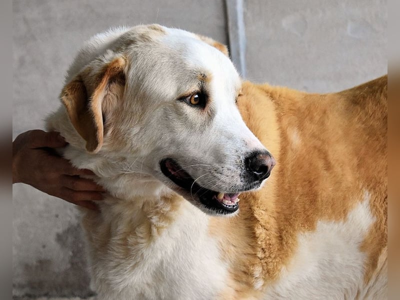 Roddie - Sein treuer Blick spricht Bände