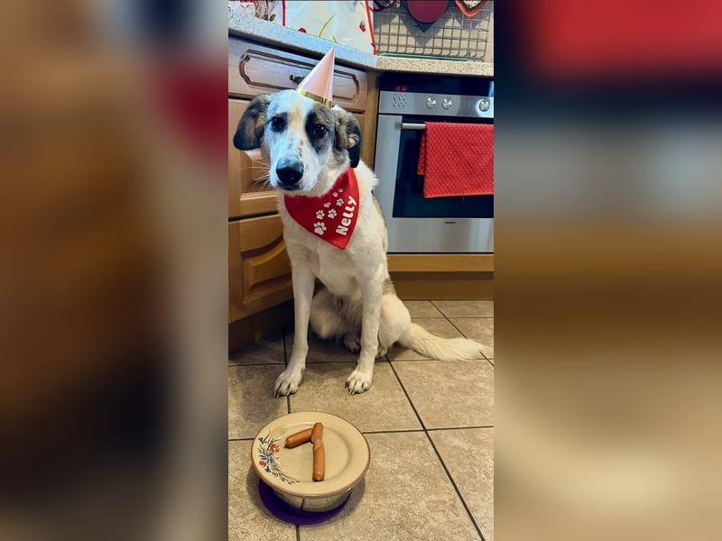 Nelly sucht dich - Groß, liebenswert und voller Herz