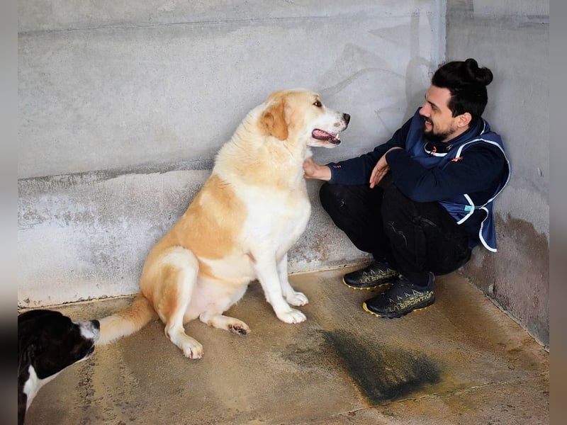 Roddie - Sein treuer Blick spricht Bände