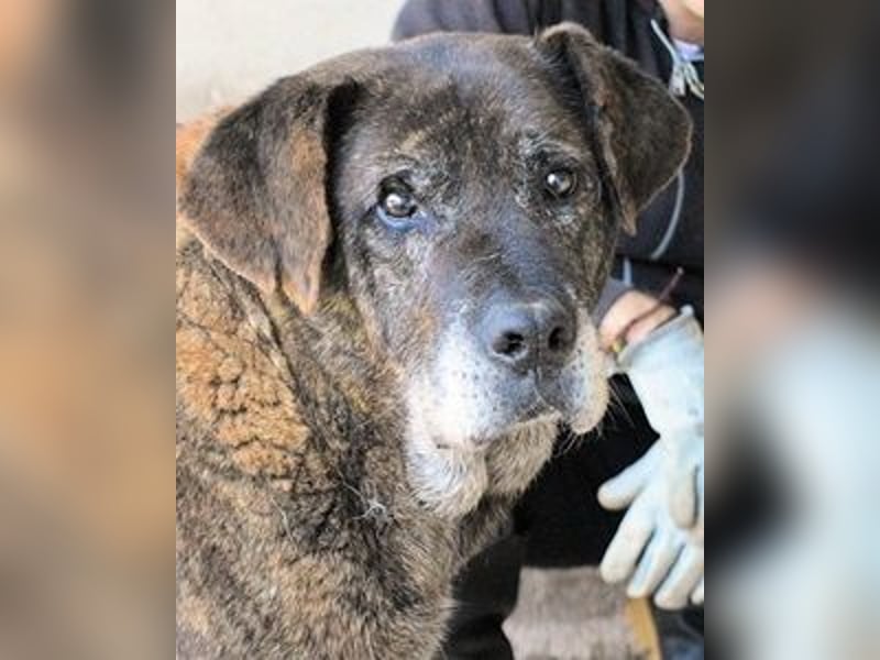 Annius-Hinter der grummeligen Fassade steckt ein Schatz