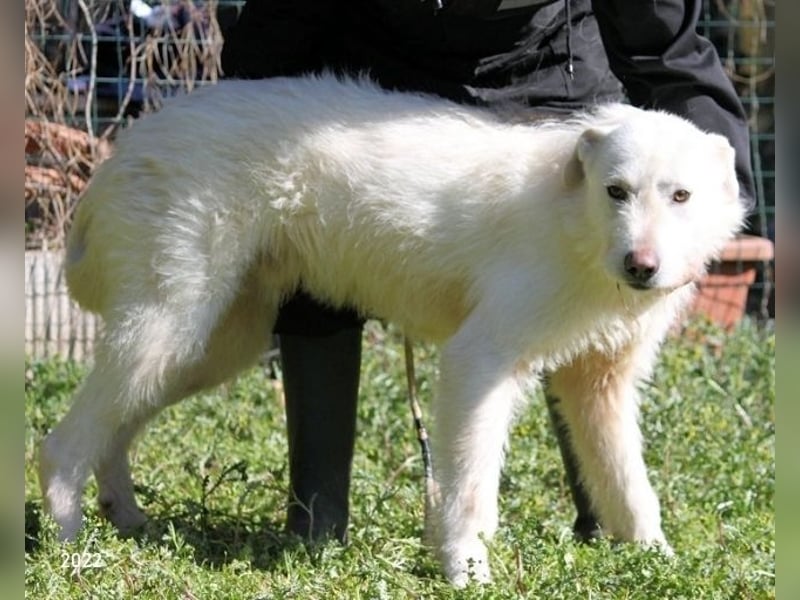 Ozlo - Riesenbaby sucht Freund fürs restliche Leben