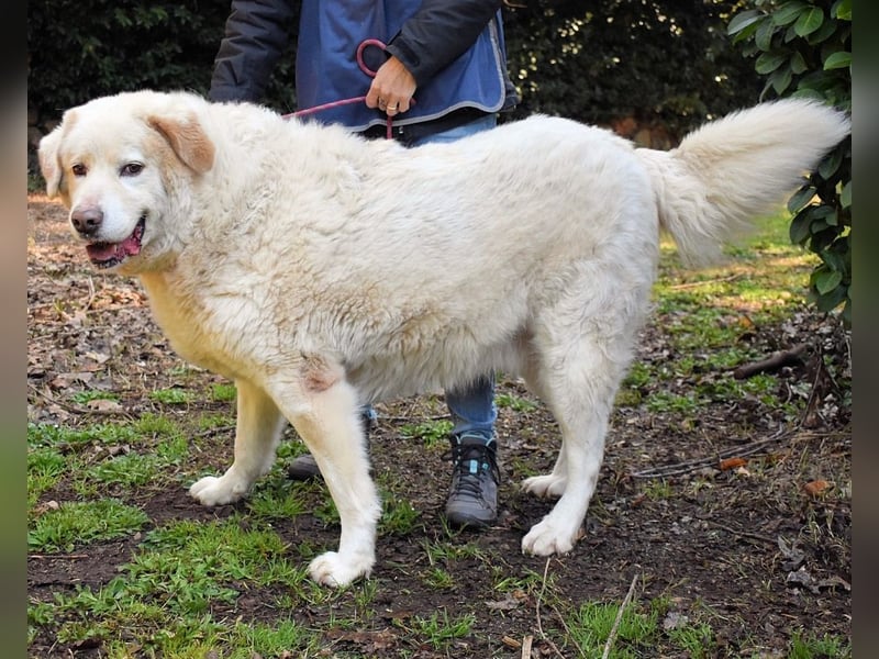 Abele - wenn Kraft und Zeit verloren gehen