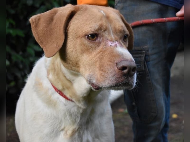 Jamison - möchte glücklich sein