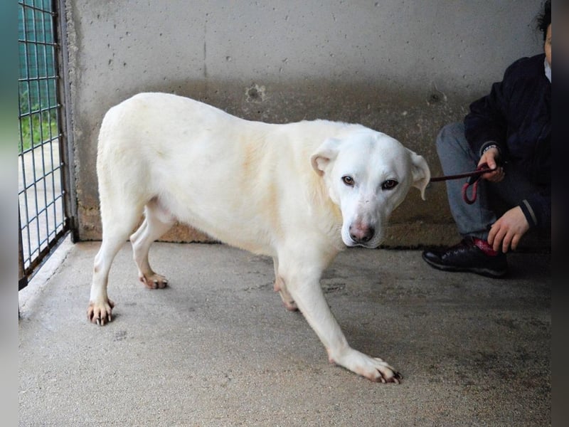 Armindo - Warteschleife, bitte nicht auflegen!