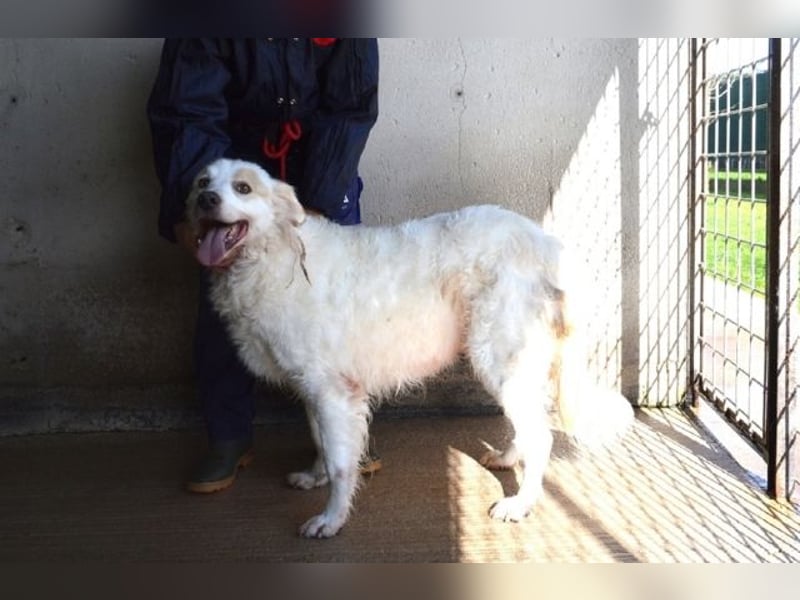 Gualter - und der staubige, unsichtbare Koffer