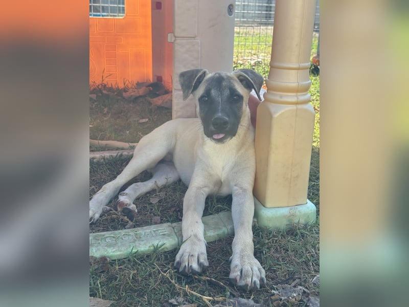 Inga - (Dringend Pflegestelle oder Zuhause gesucht)  Zwei kleine Hunde und ...