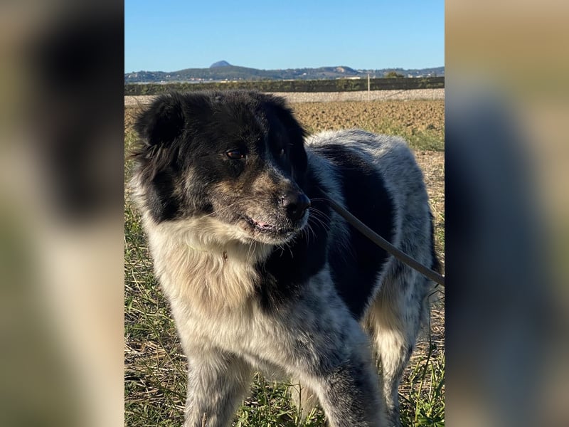 Ray - Zeig mir die Welt außerhalb des Zwingers...