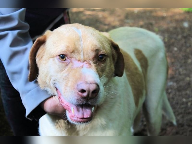 Jamison - möchte glücklich sein