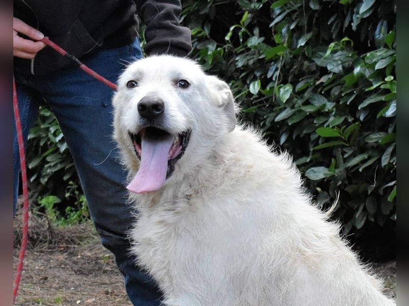 Ozlo - Riesenbaby sucht Freund fürs restliche Leben