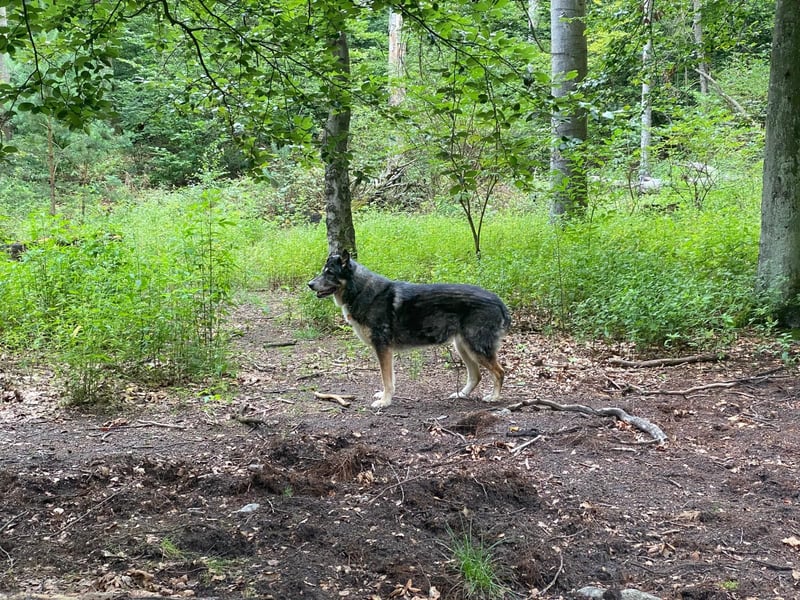 Aleta (Willow) - SOS - Dringend neues Zuhause oder Pflegestelle gesucht/kleines Seelchen