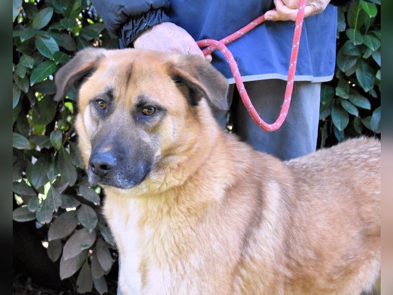 Anthaniel - Groß genug für "Wow" - zu charmant für "Weiter".