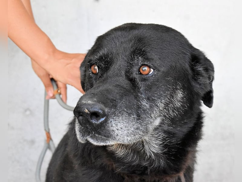 Idrysh - große Hunde werfen lange Schatten