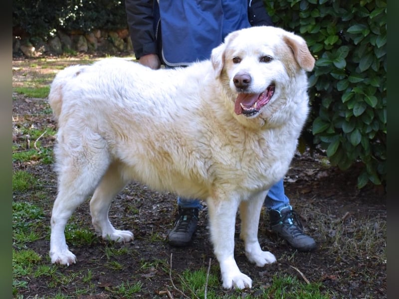 Abele - wenn Kraft und Zeit verloren gehen