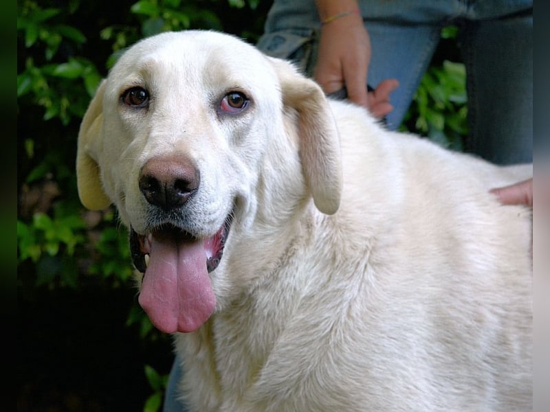 Scoutie - Scoutie hat Fernweh nach Liebe