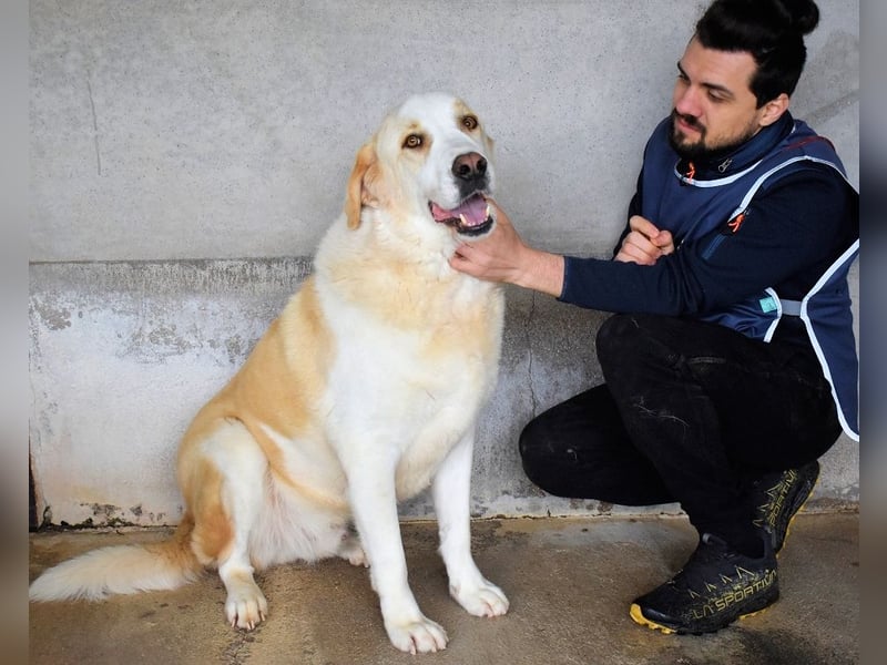Roddie - Sein treuer Blick spricht Bände