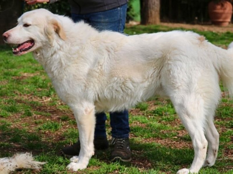 Abele - wenn Kraft und Zeit verloren gehen